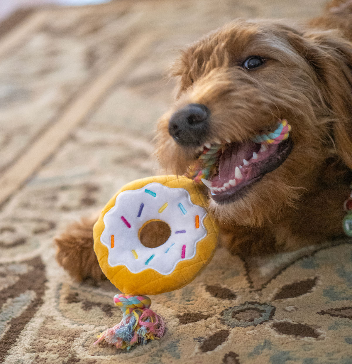 ThoozyPet Donut Rope Toy