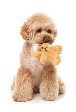 FuzzYard Fred the Gingerbread Dog Toy