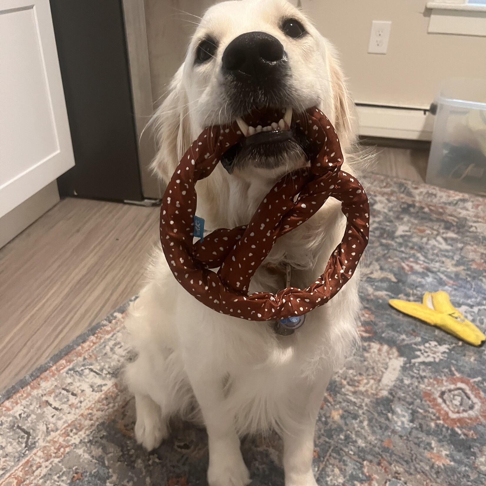 BARK Pretzel Dog Toy
