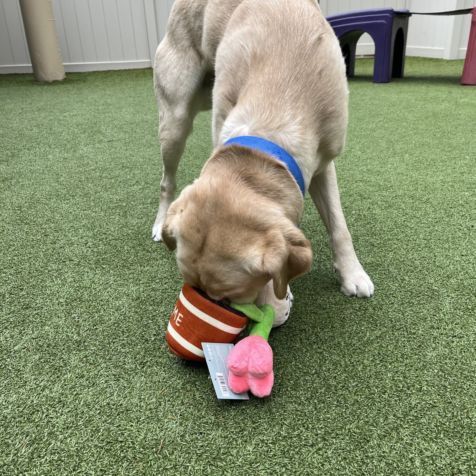 HugSmart Pet Tulip Plant Dog Toy