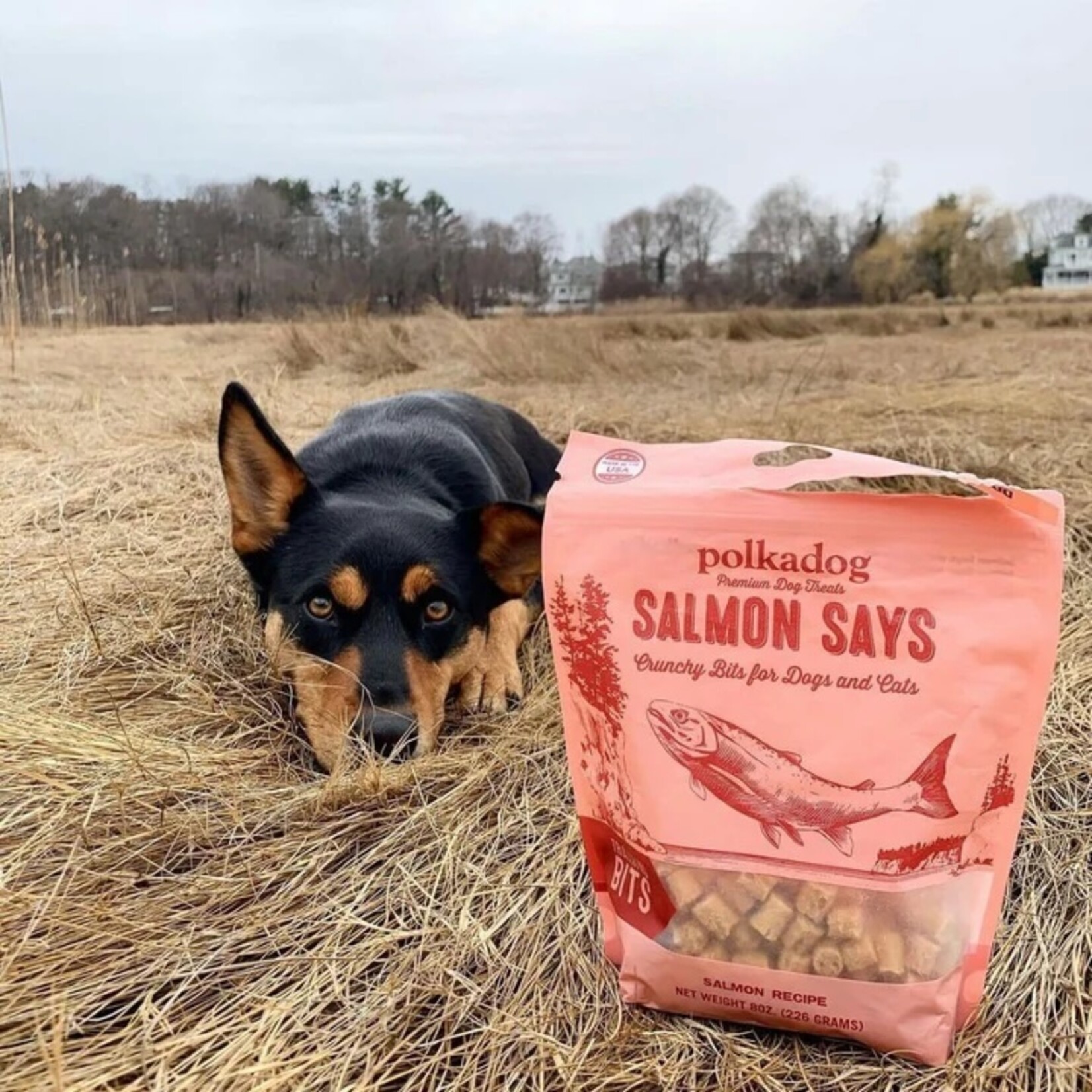 Polkadog Treats-Polkadog Training Bits