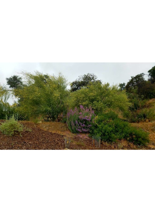 Parkinsonia florida - Blue Palo Verde (Seed)