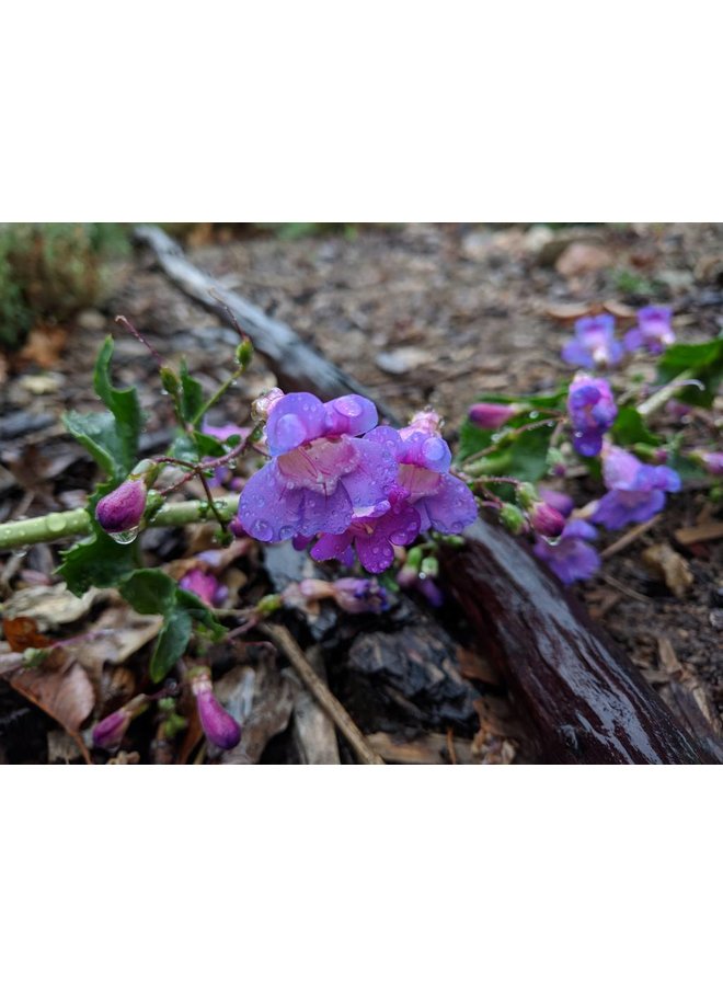 Penstemon spectabilis - Showy Penstemon (Seed)