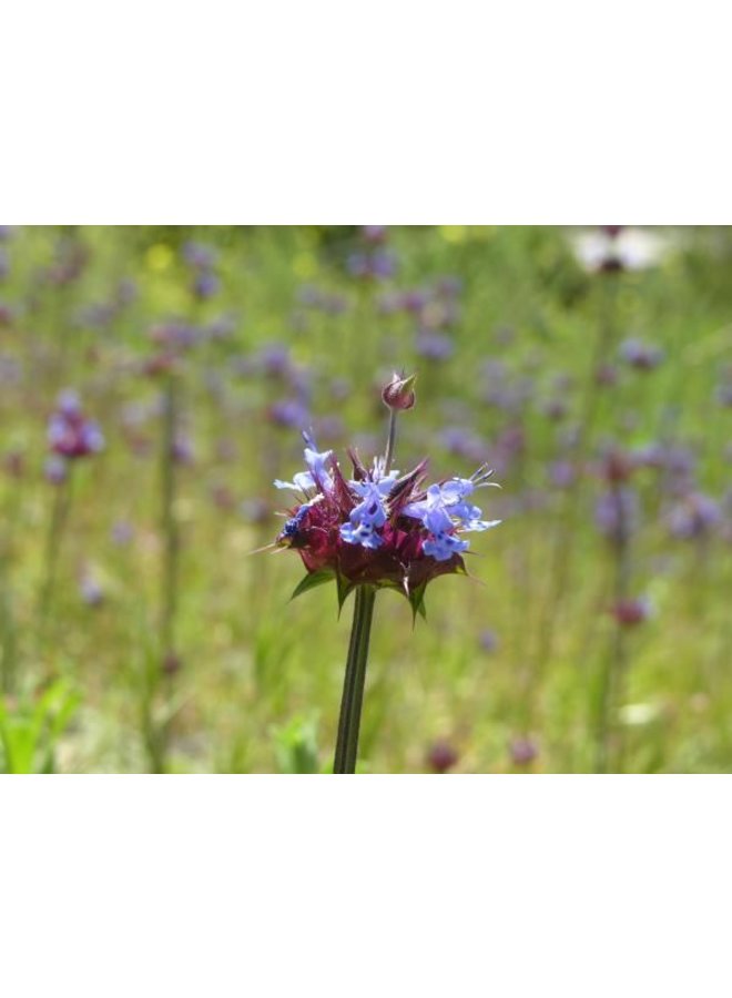 Salvia columbariae - Chia (Seed)