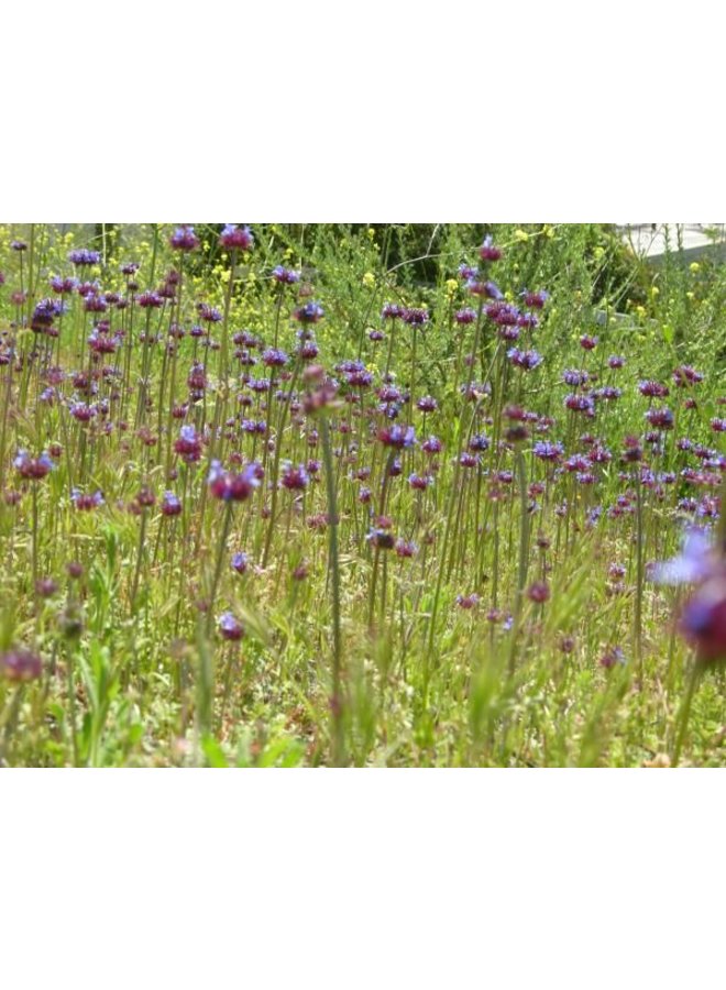 Salvia columbariae - Chia (Seed)