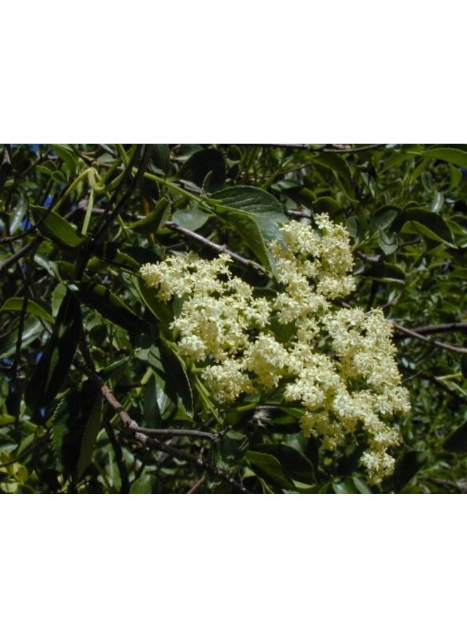 Sambucus nigra ssp. caerulea - Blue Elderberry, Mexican Elderberry (Seed)