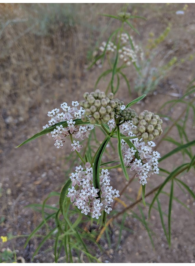 Asclepias fascicularis - Narrow Leaf Milkweed (Seed)
