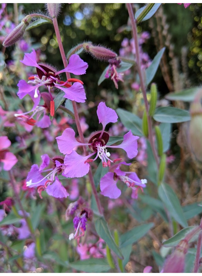 Clarkia unguiculata - Elegant Clarkia (Seed)