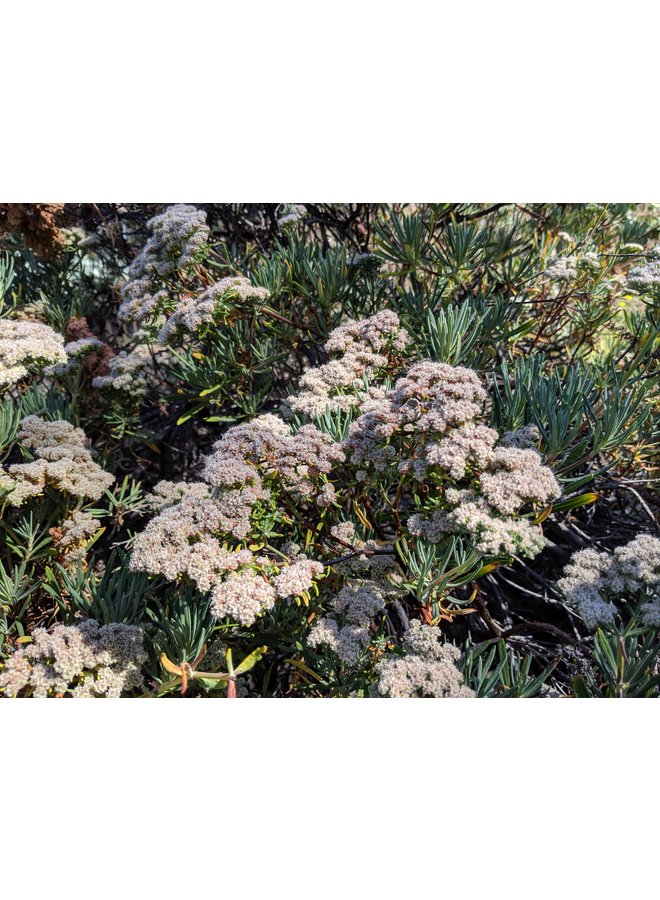 Eriogonum arborescens - Santa Cruz Island Buckwheat (Seed)
