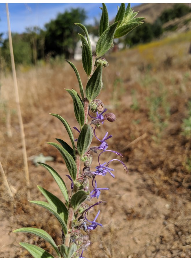 Trichostema lanceolatum - Vinegarweed (Seed)