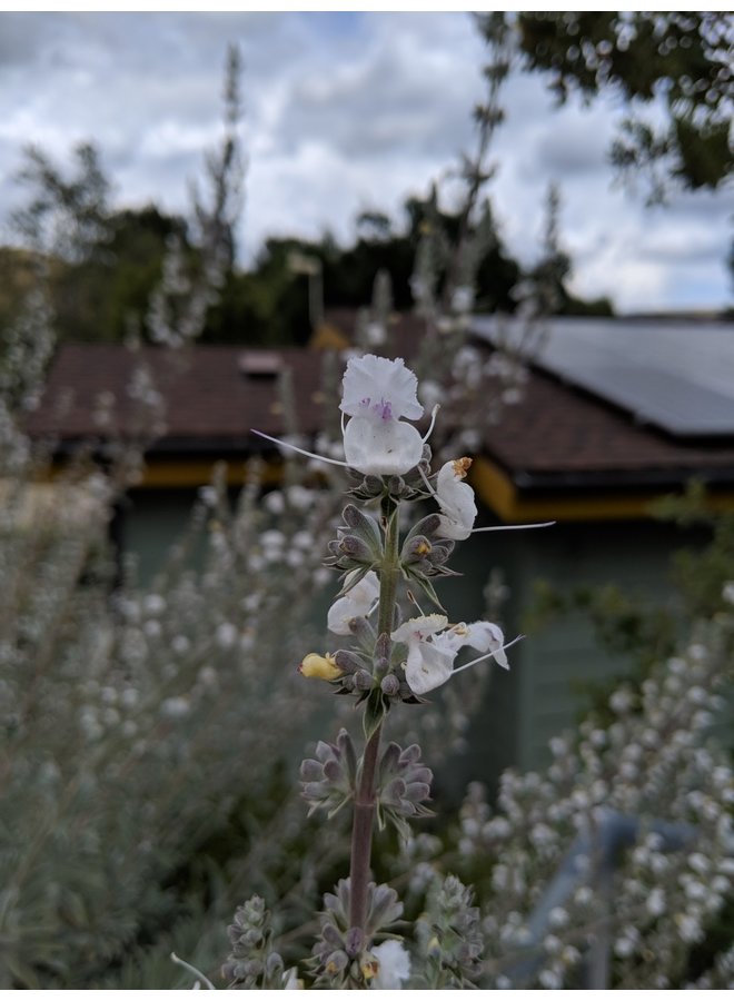 Salvia apiana - White Sage (Seed)