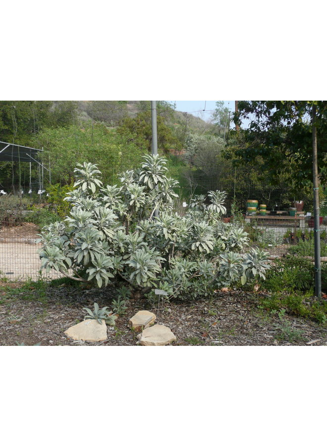 Salvia apiana - White Sage (Seed)