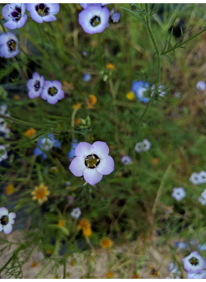 Balcony Wildflower Mix