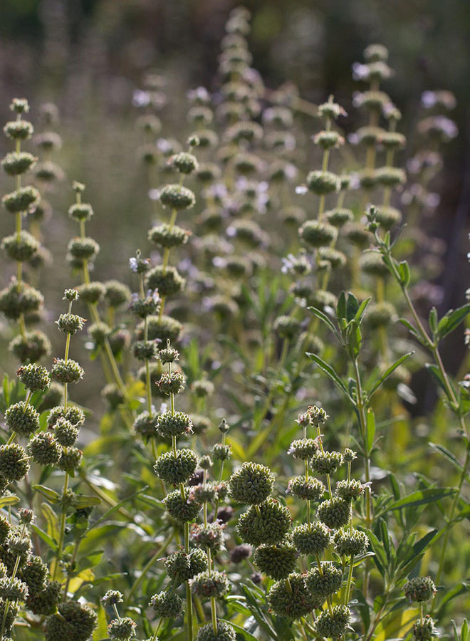 Salvia mellifera - Black Sage (Seed)