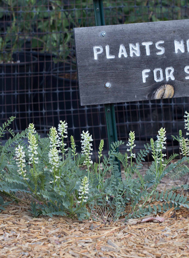 Astragalus pomonensis - Pomona Milkvetch, Pomona Locoweed (Seed)
