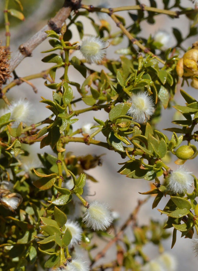 Larrea tridentata - Creosote Bush (Seed)