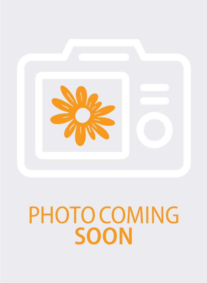 Pinus attenuata - Knobcone Pine (Seed)