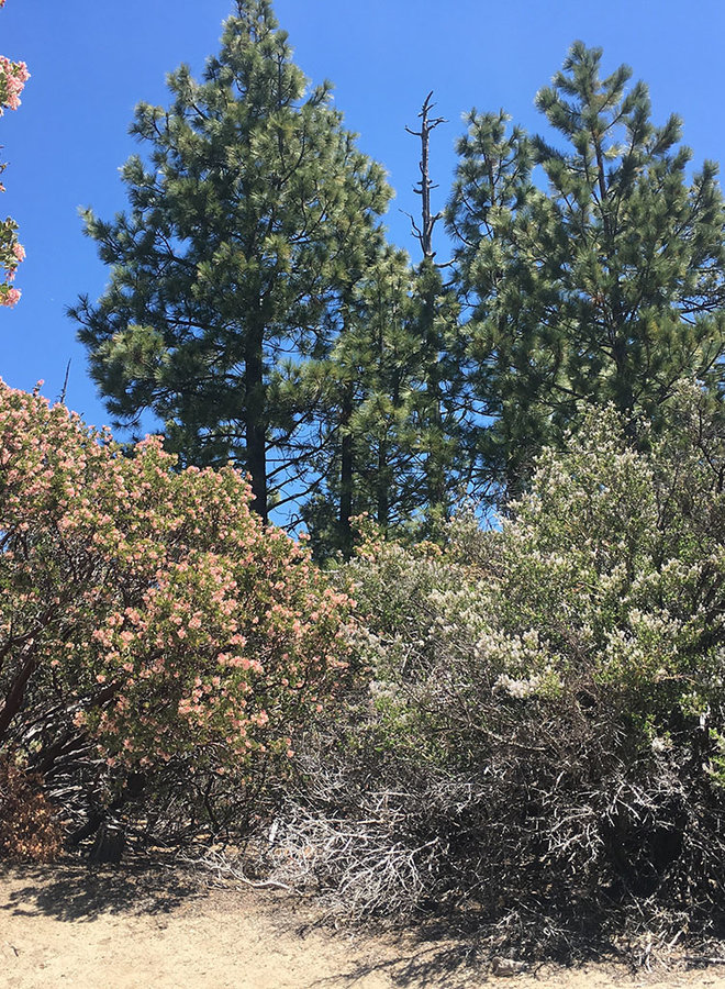 Pinus ponderosa - Ponderosa Pine (Seed)