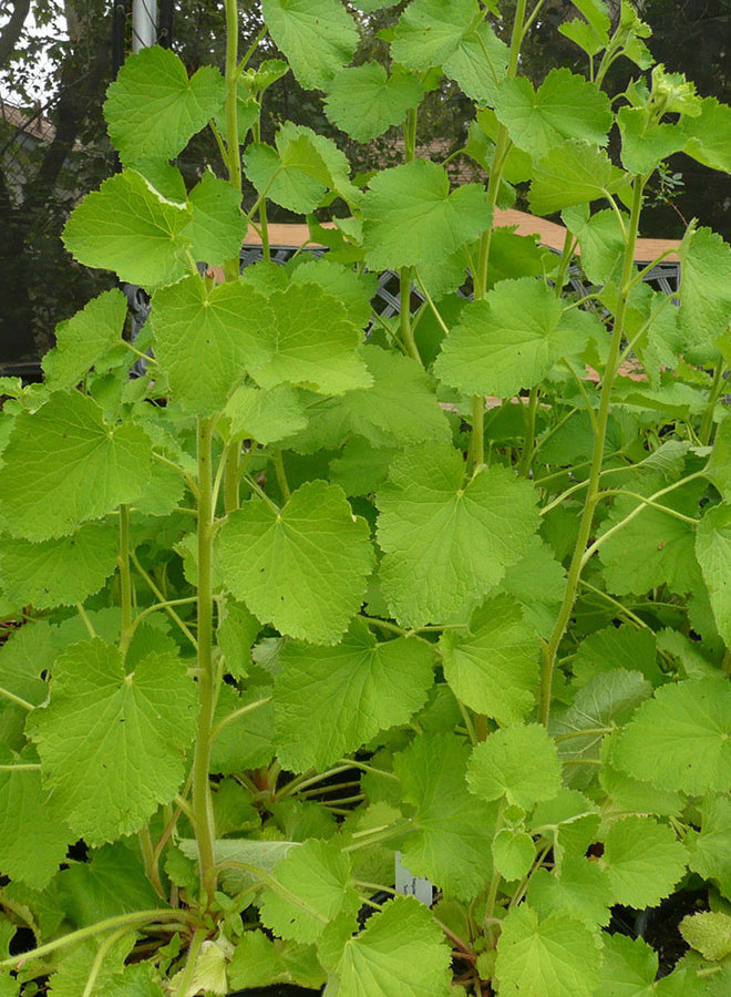 Boykinia rotundifolia - Round-Leaved Boykinia (Seed)