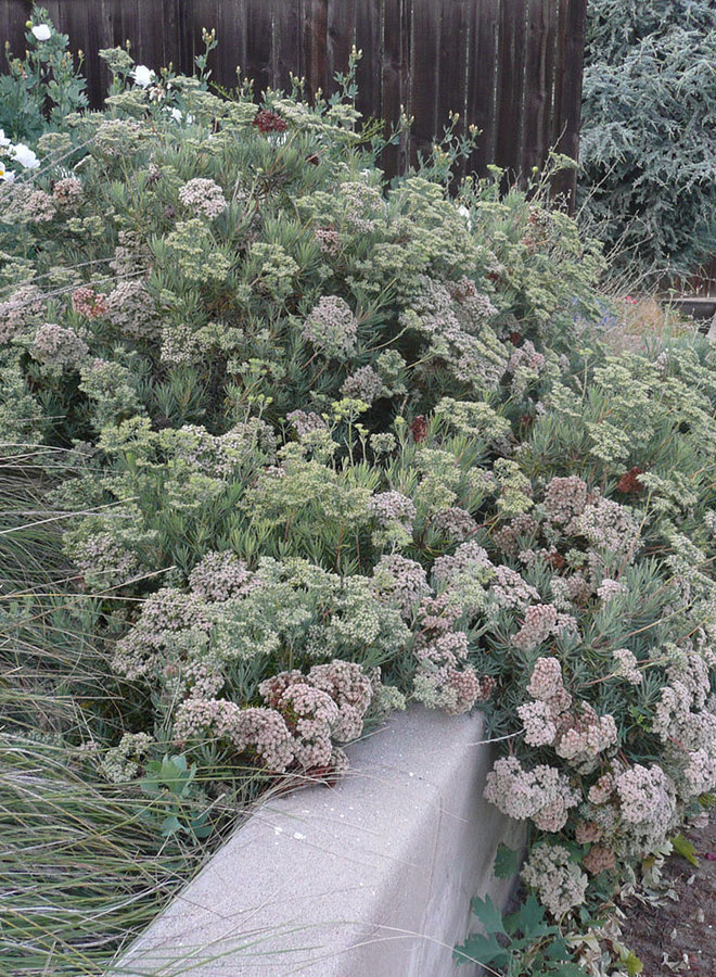 Eriogonum arborescens - Santa Cruz Island Buckwheat (Seed)