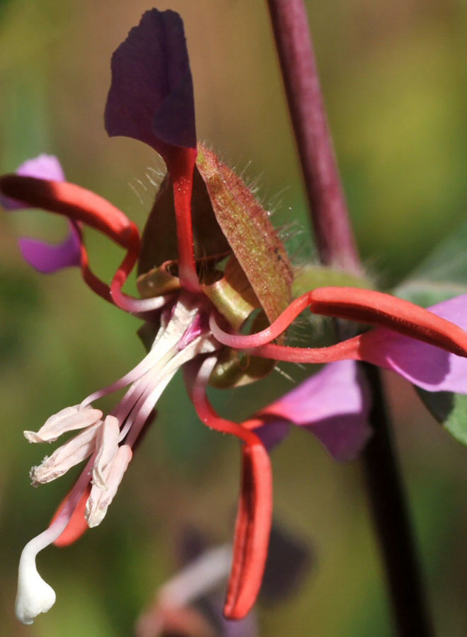 Clarkia unguiculata - Elegant Clarkia (Seed)