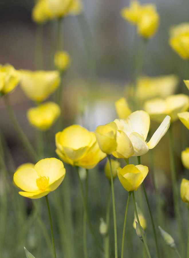 Eschscholzia caespitosa - Foothill Poppy, Tufted Poppy (Seed)