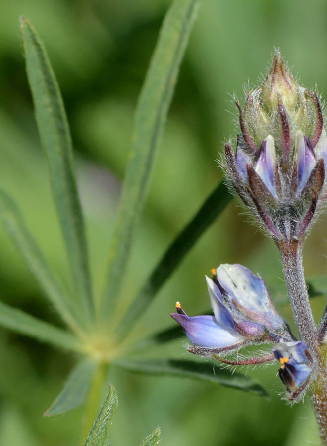 Lupinus bicolor - Miniature Lupine (Seed)