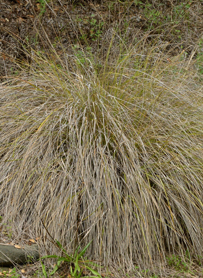 Muhlenbergia rigens - Deergrass (Seed)