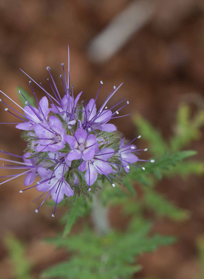 Phacelia tanacetifolia - Tansy Leaved Phacelia (Seed)