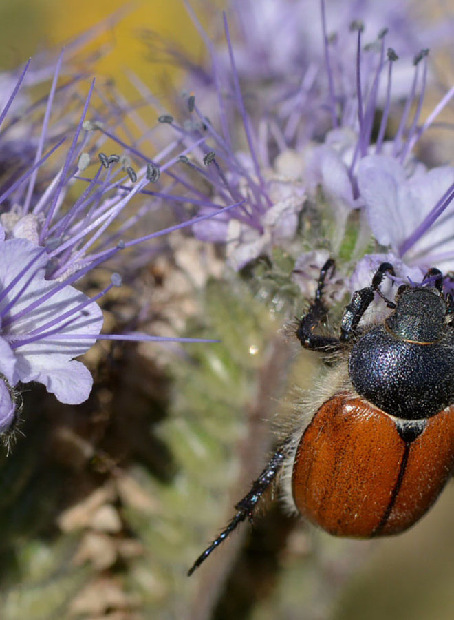 Phacelia tanacetifolia - Tansy Leaved Phacelia (Seed)
