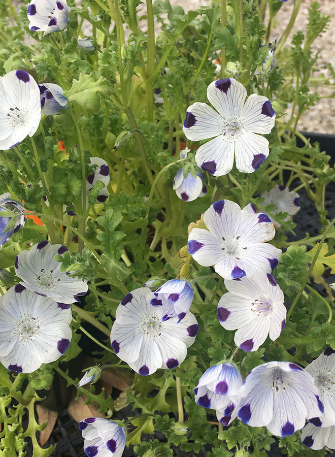 Nemophila maculata - Fivespot (Seed)