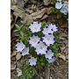 Nemophila maculata - Fivespot (Seed)