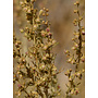 Artemisia californica - California Sagebrush (Plant)