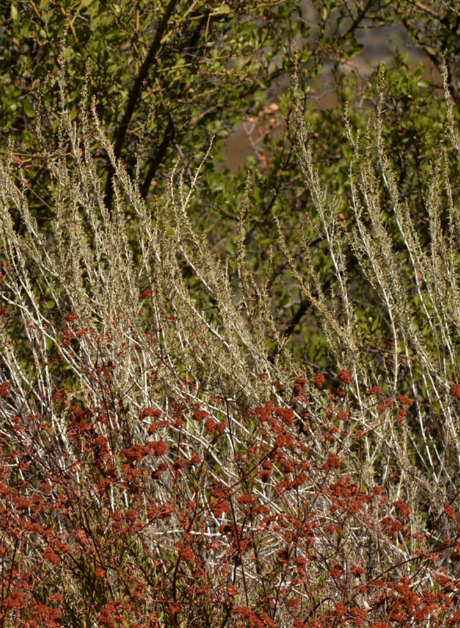 Artemisia californica - California Sagebrush (Plant)