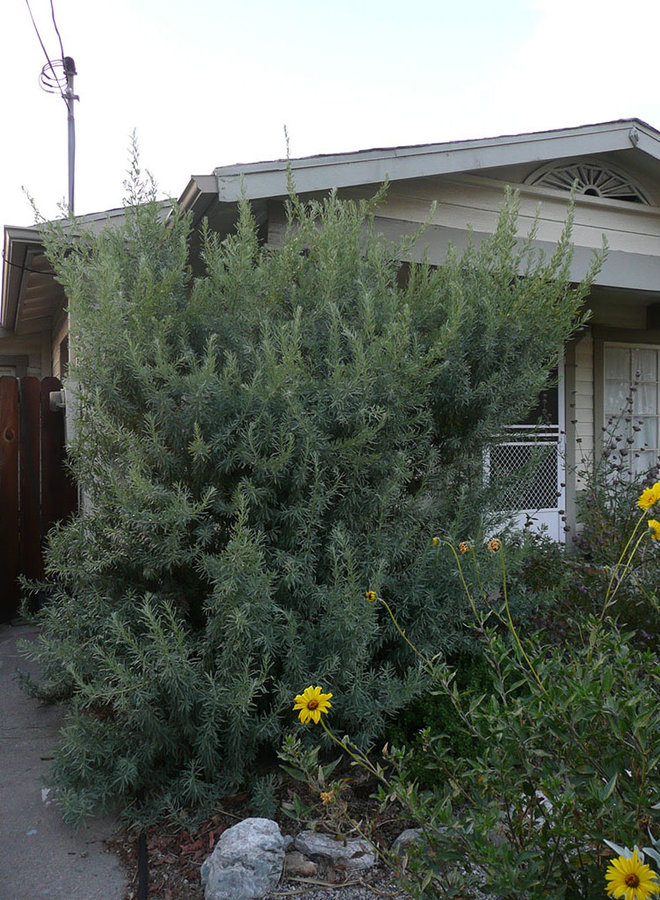 Atriplex canescens - Four-Winged Saltbush or Shad-Scale (Plant)