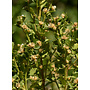 Baccharis pilularis ssp. consanguinea - Coyote Brush, Chaparral Broom (Plant)