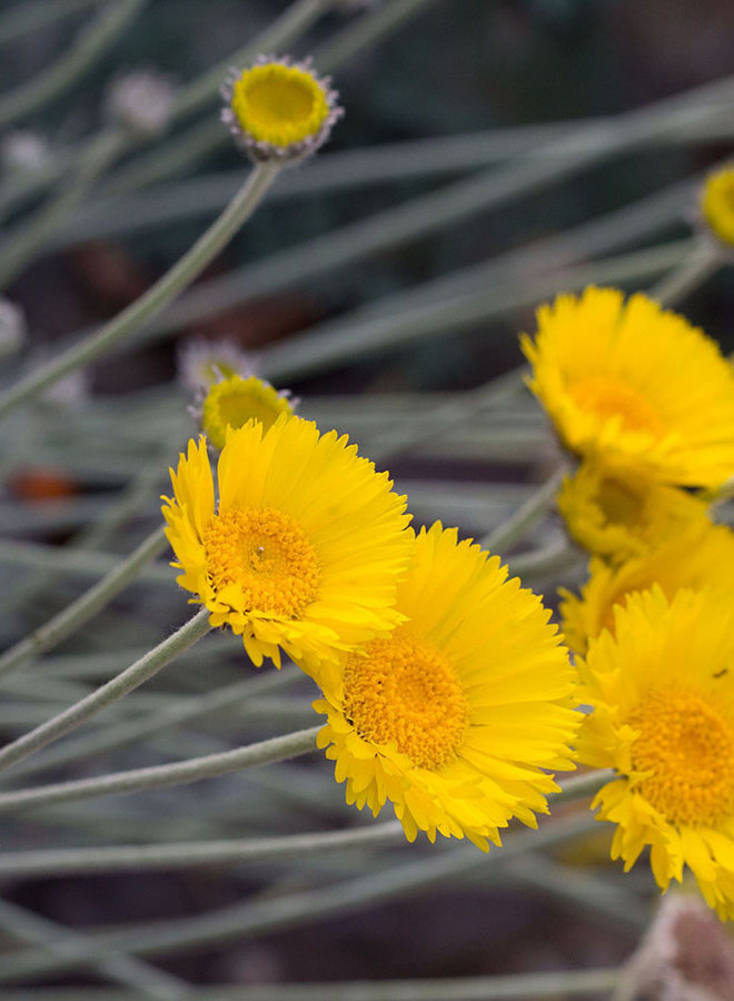 Baileya multiradiata - Desert Marigold (Plant)