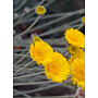 Baileya multiradiata - Desert Marigold (Plant)