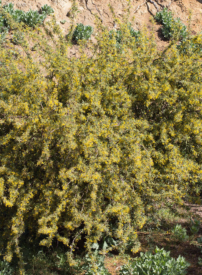 Berberis nevinii - Nevin's Barberry (Plant)