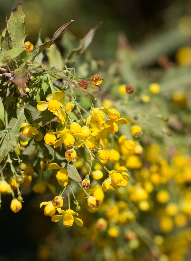 Berberis nevinii - Nevin's Barberry (Plant)