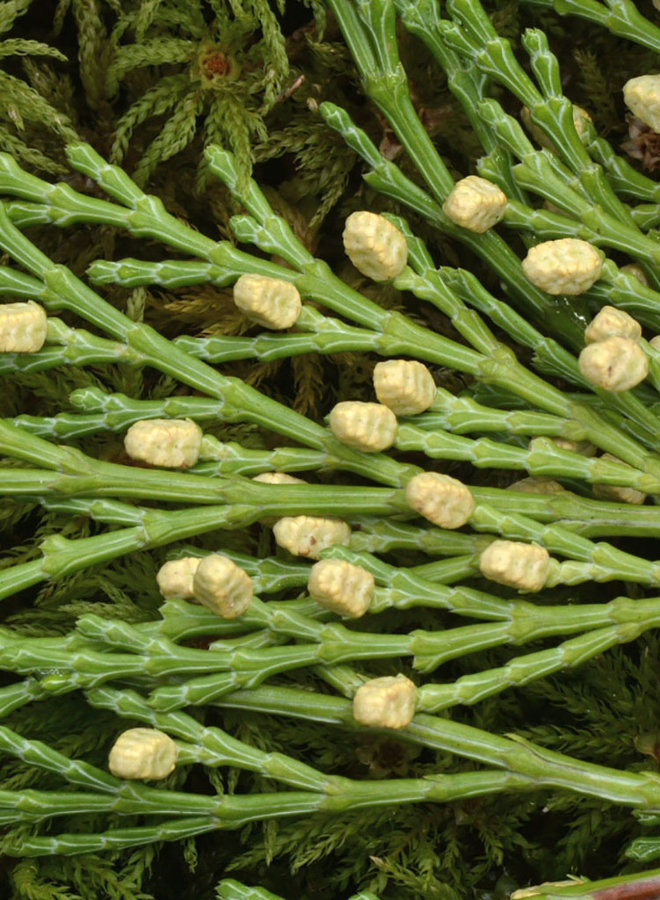 Calocedrus decurrens - Incense Cedar (Plant)