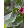 Calycanthus occidentalis - Spice Bush (Plant)