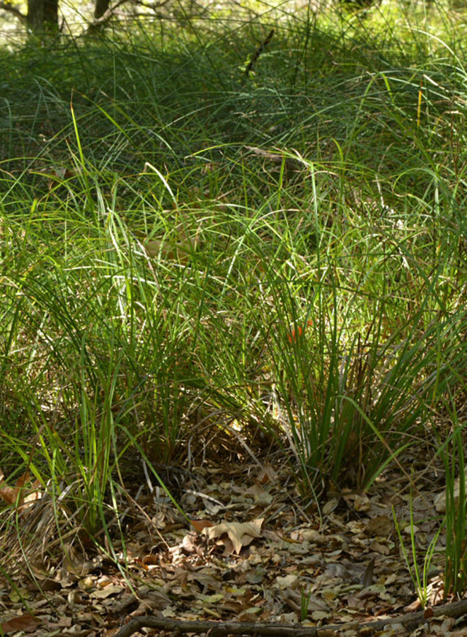 Carex barbarae - Santa Barbara Sedge (Plant)