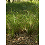 Carex barbarae - Santa Barbara Sedge (Plant)
