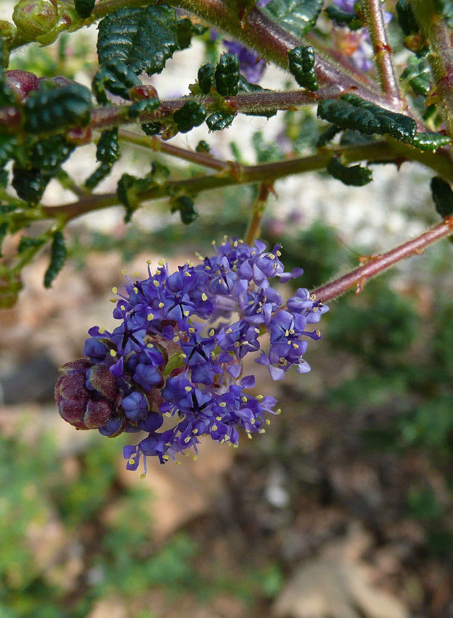 Ceanothus 'Dark Star' - Dark Star Ceanothus (Plant)