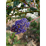 Ceanothus 'Dark Star' - Dark Star Ceanothus (Plant)