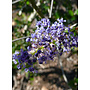 Ceanothus 'Ray Hartman' - Ray Hartman Ceanothus (Plant)