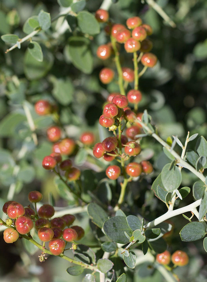 Ceanothus leucodermis - Chaparral Whitethorn (Plant)