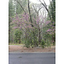 Cercis occidentalis - Western Redbud (Plant)