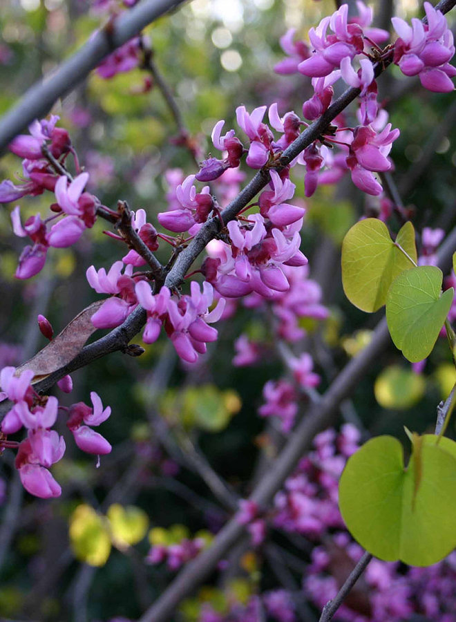 Cercis occidentalis - Western Redbud (Plant)